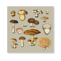 FUNGI XIII illustration